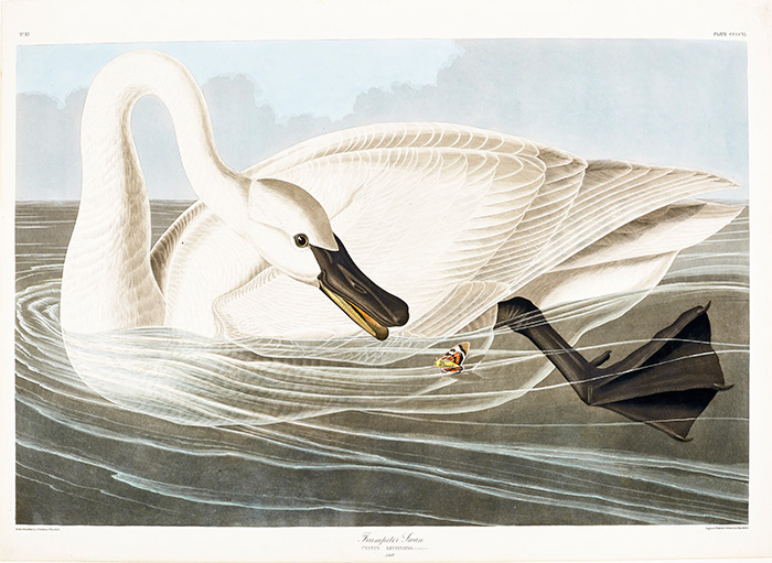 Trumpeter swan floating on the water and looking at an insect.